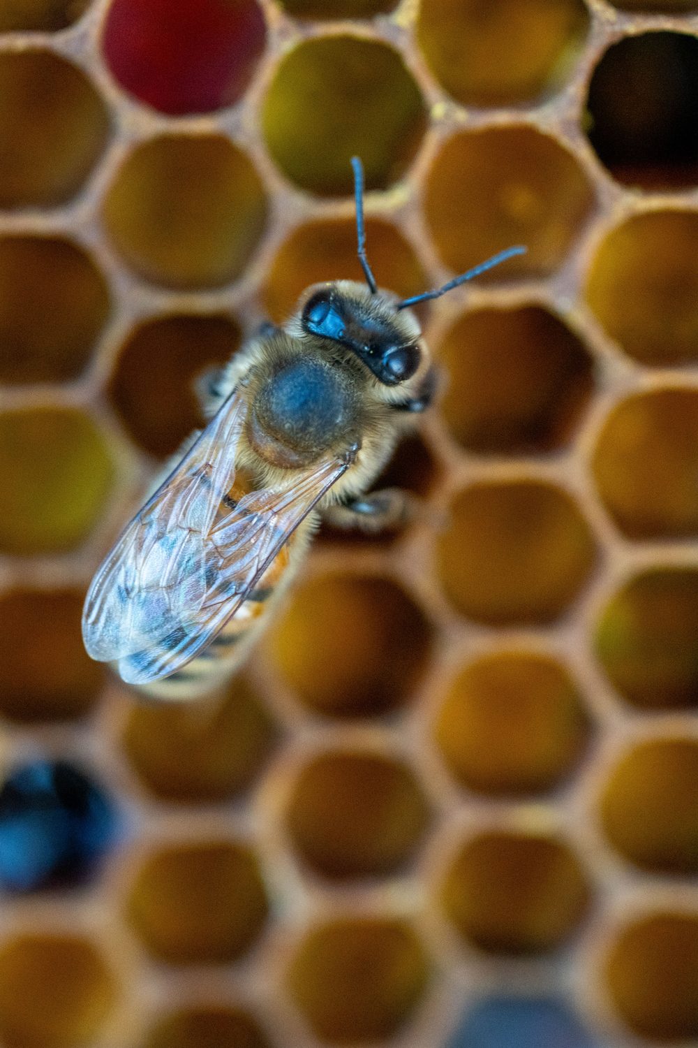 Close-up van een honingbij op de raat